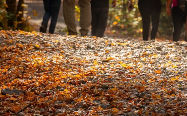 Rudens savaitgaliai gamtoje: 9 paprastos idėjos, kaip išnaudoti spalvų sezoną be didelių išlaidų